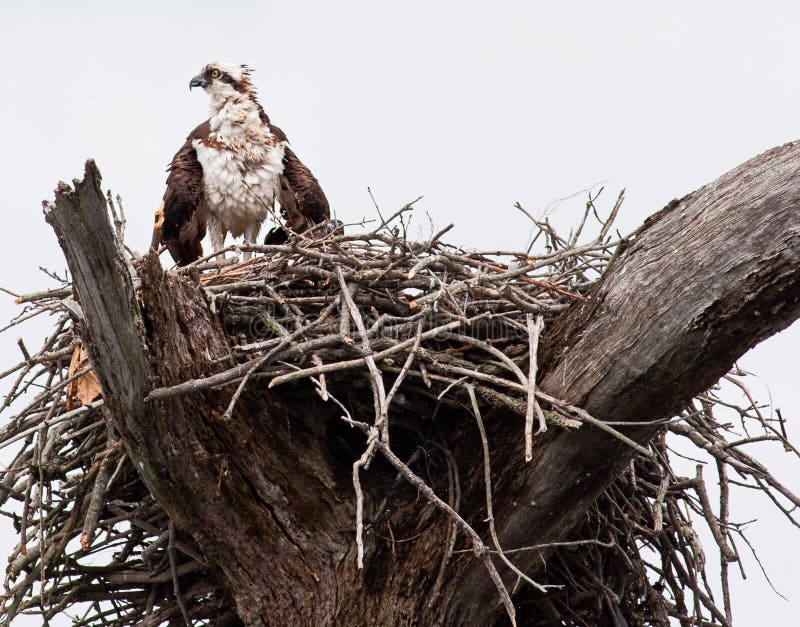 Osprey image stock Osprey image stock