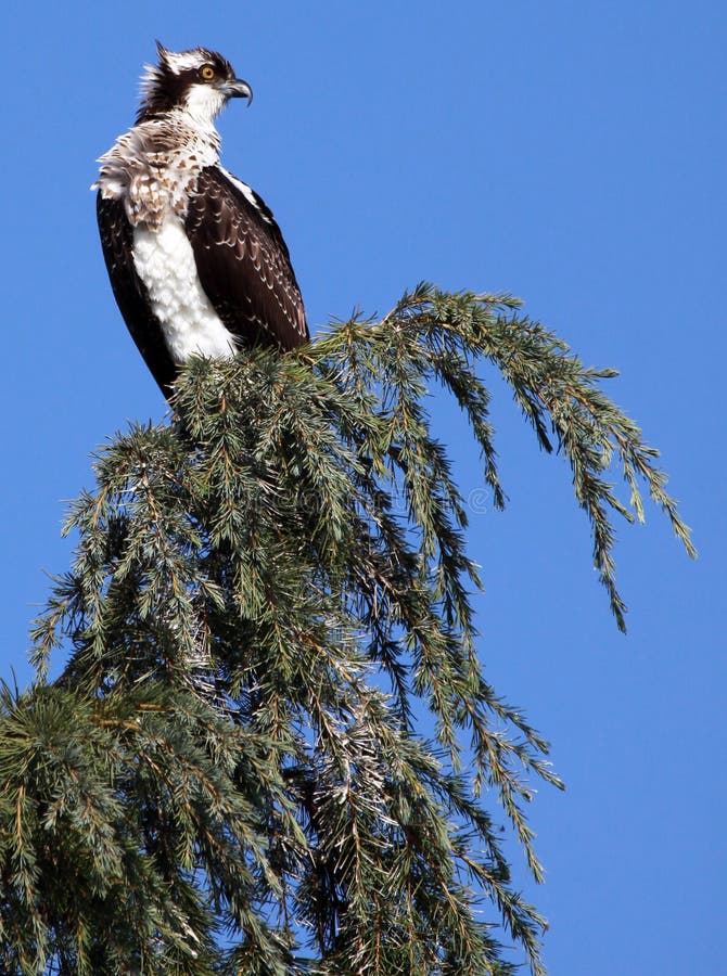 Osprey image stock Osprey image stock