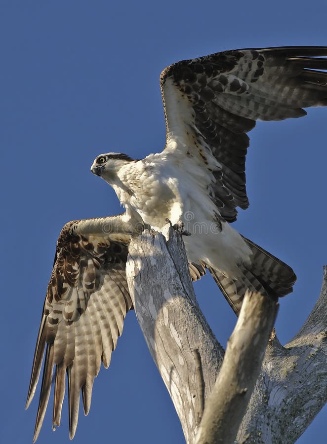 Osprey photographie stock libre de droits Osprey photographie stock libre de droits