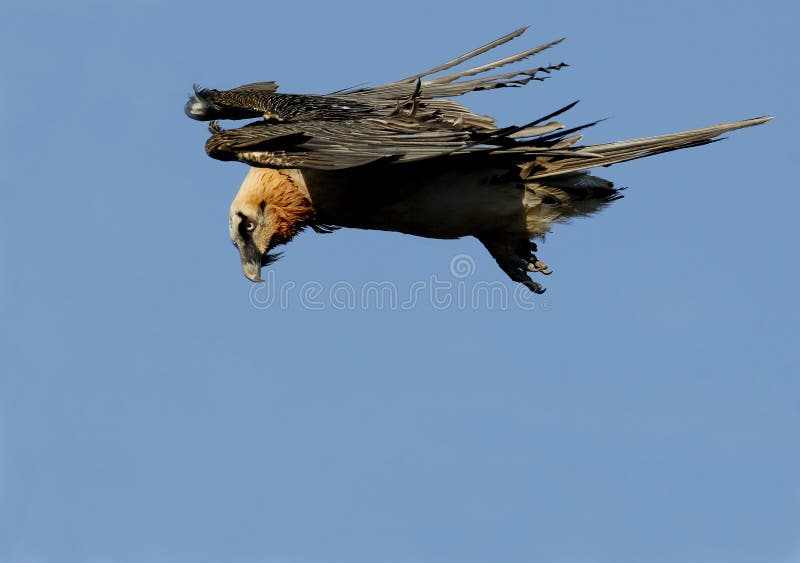 Osprey Stock Image. Image Of Osprey, Birds, Vultures - 18637909