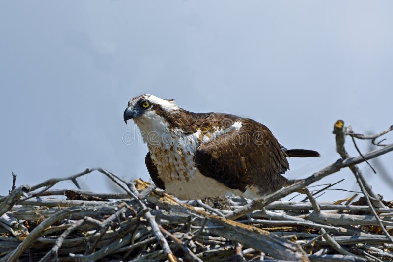 Osprey image libre de droits Osprey image libre de droits
