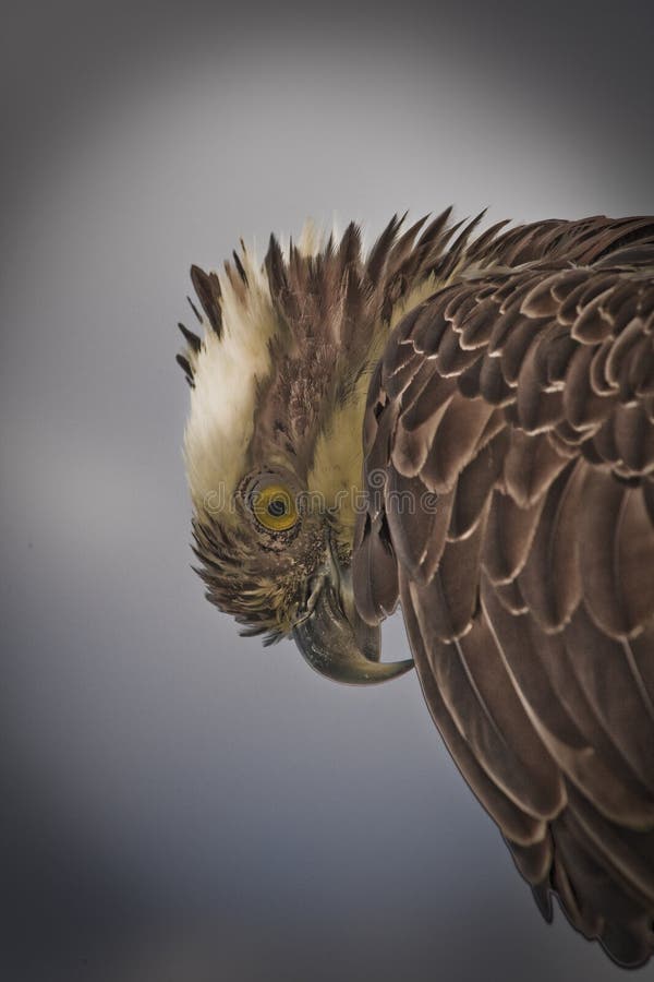 Osprey