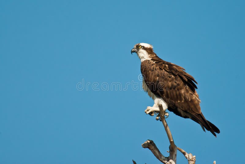 Osprey adulte photographie stock Osprey adulte photographie stock
