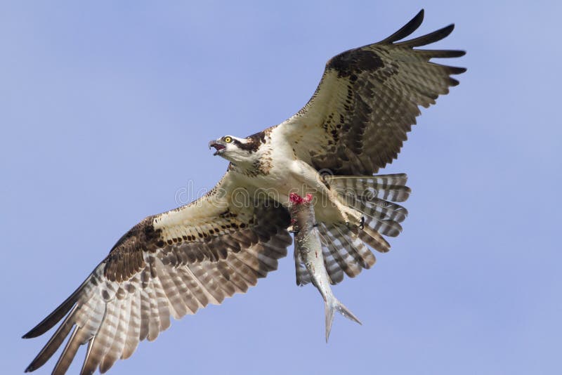 Osprey avec attrapé. images stock Osprey avec attrapé. images stock