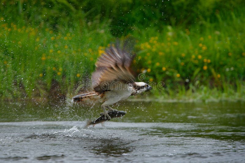 Osprey catching fish. Flying osprey with fish. Action scene with osprey in the nature water habitat. Hunter with fish in fly. Bird