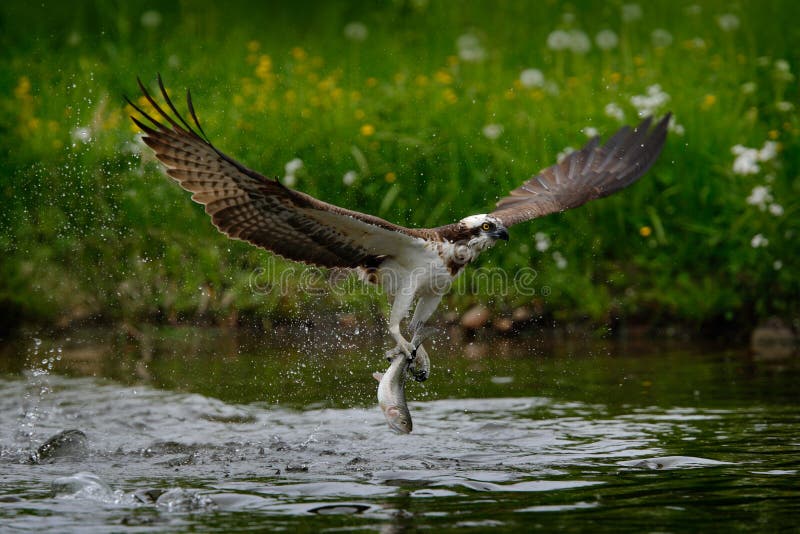 Osprey catching fish. Flying osprey with fish. Action scene with osprey in the nature water habitat. Osprey with fish in fly. Bird