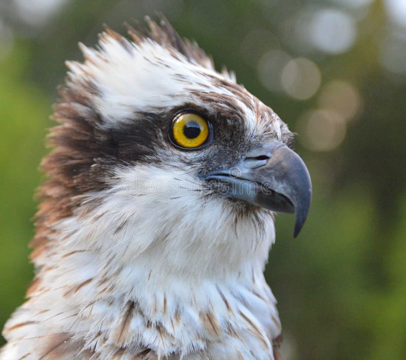 Osprey close up stock photo. Image of baltic, high, europe 118256798