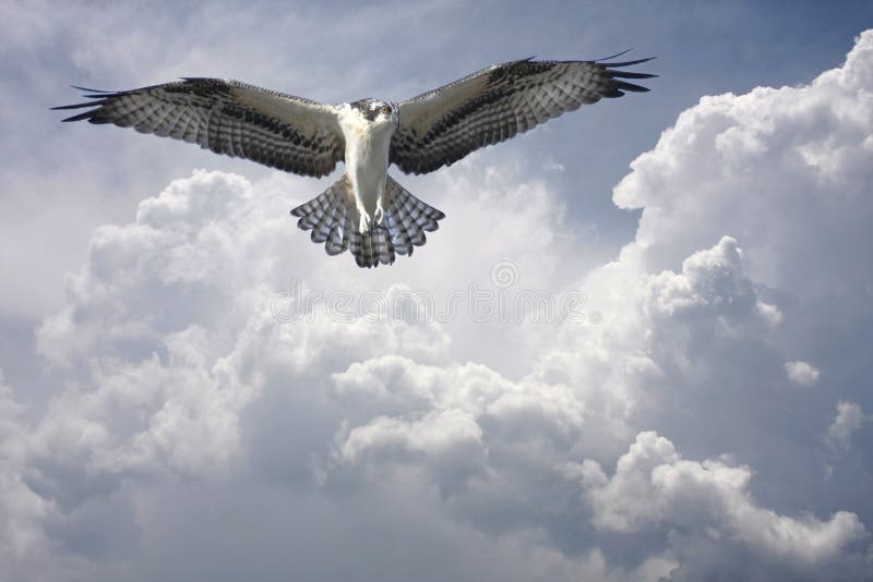 Osprey dans les nuages avant la tempête photo libre de droits Osprey dans les nuages avant la tempête photo libre de droits