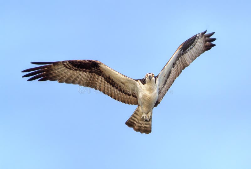 Osprey durante il volo fotografie stock libere da diritti Osprey durante il volo fotografie stock libere da diritti