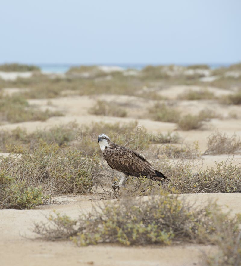 Osprey em uma região selvagem do deserto
