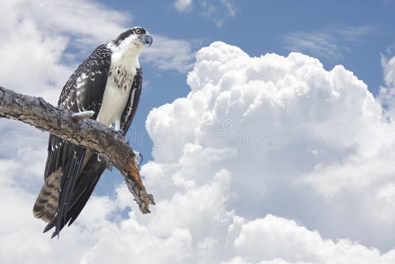 Osprey empoleirado no membro de árvore com nuvens