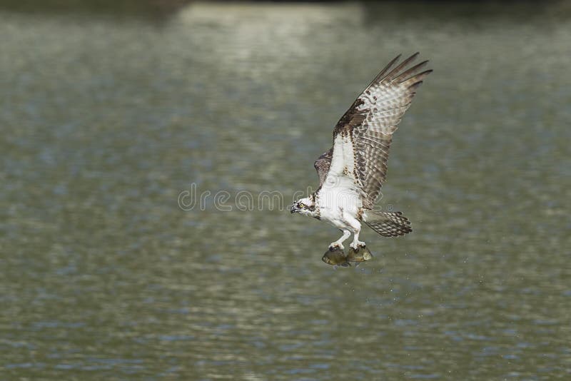 Osprey flies off with two fish.