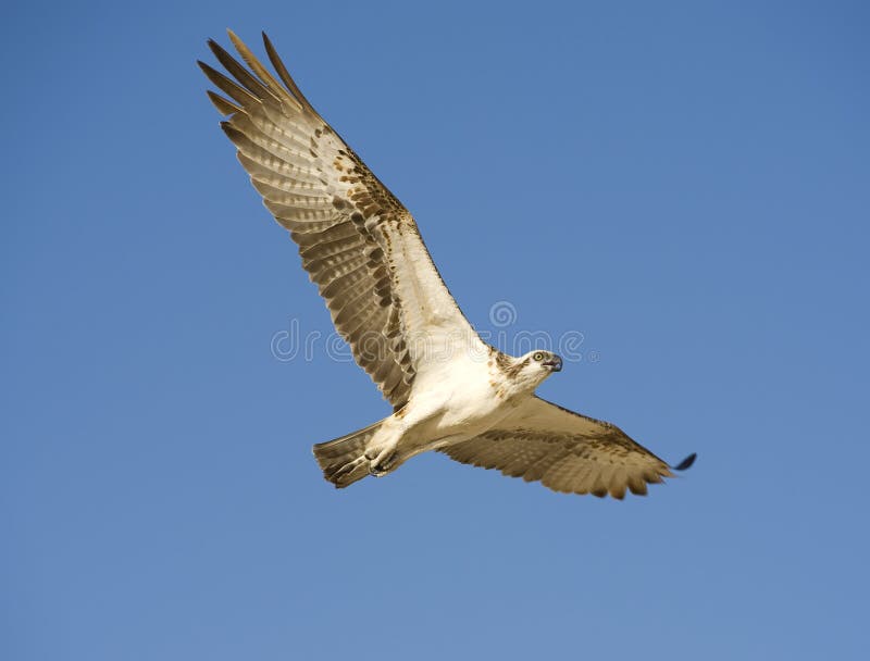 Osprey in flight