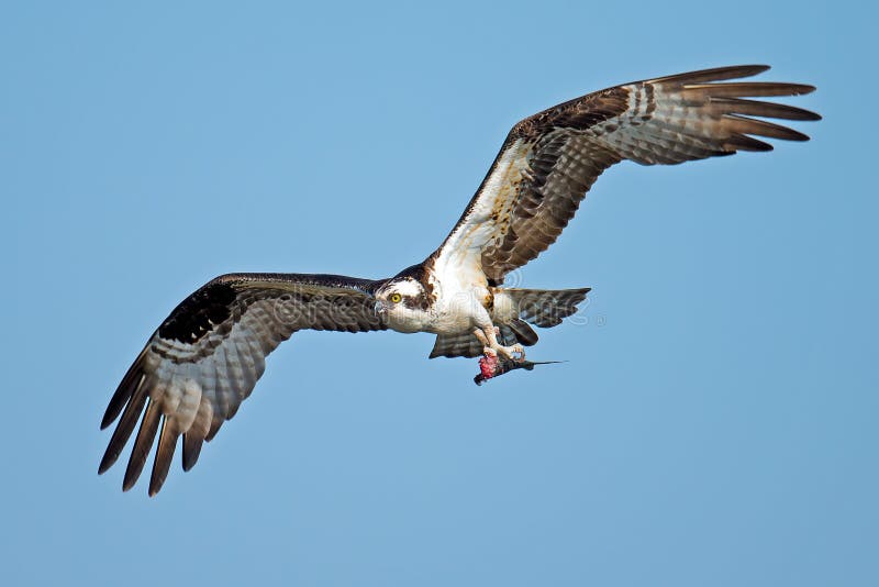 Osprey hunt stock image. Image of raptor, lagoon, nature 41132509