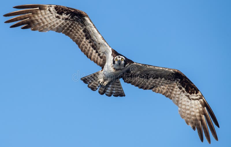 Osprey in Florida stock photo. Image of florida, osprey 137704900