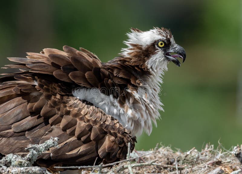 Osprey in Florida stock image. Image of green, bill 136337109