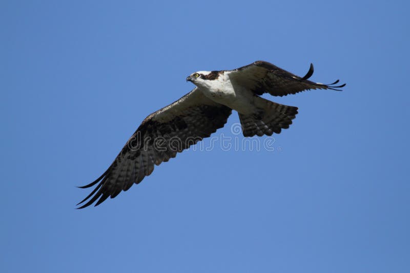 Osprey Flying