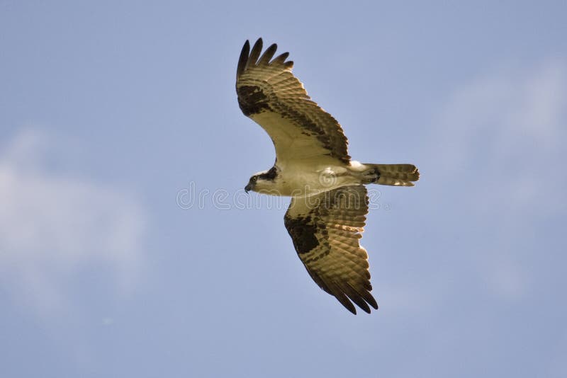 Osprey (haliaetus de Pandion) en vol images stock Osprey (haliaetus de Pandion) en vol images stock