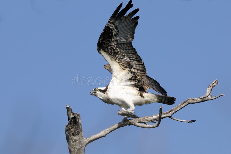 Osprey, haliaetus do pandion