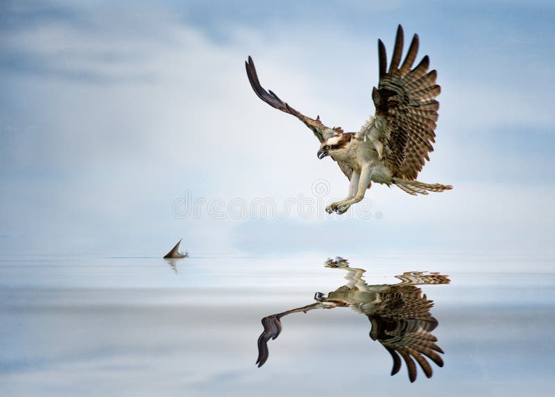 Osprey hunt stock image. Image of raptor, lagoon, nature 41132509