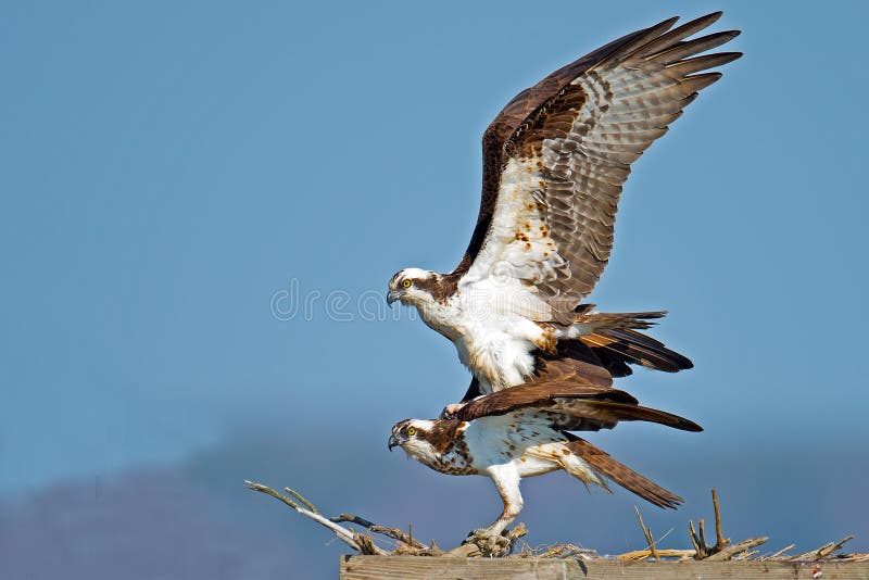 Osprey Mating Stock Photos - Free & Royalty-Free Stock Photos from  Dreamstime