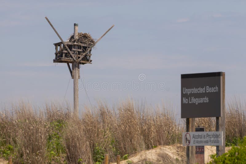 Osprey Nest Platform on Dune Grassland royalty free stock photography