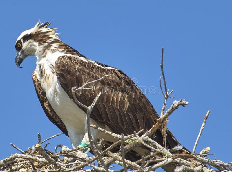 Osprey on nest with chicks stock photo. Image of nest 110948844
