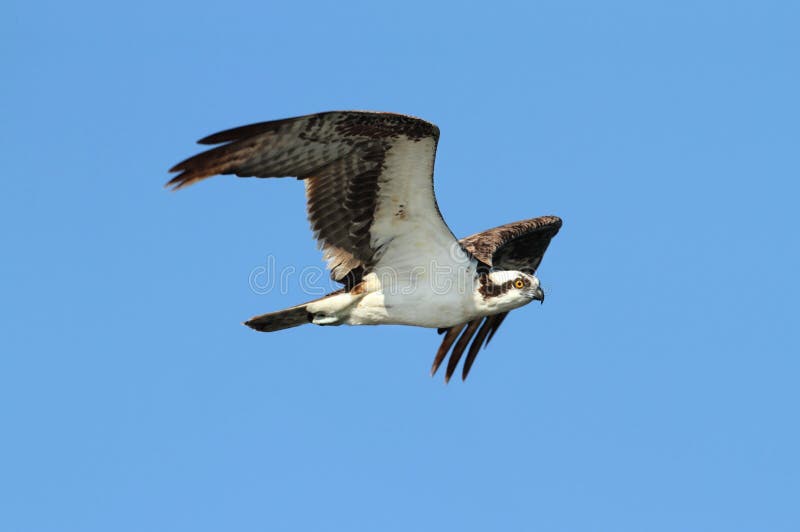 Osprey (pandion haliaetus)