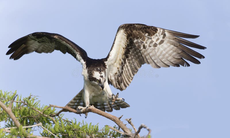 Osprey (Pandion haliaetus)