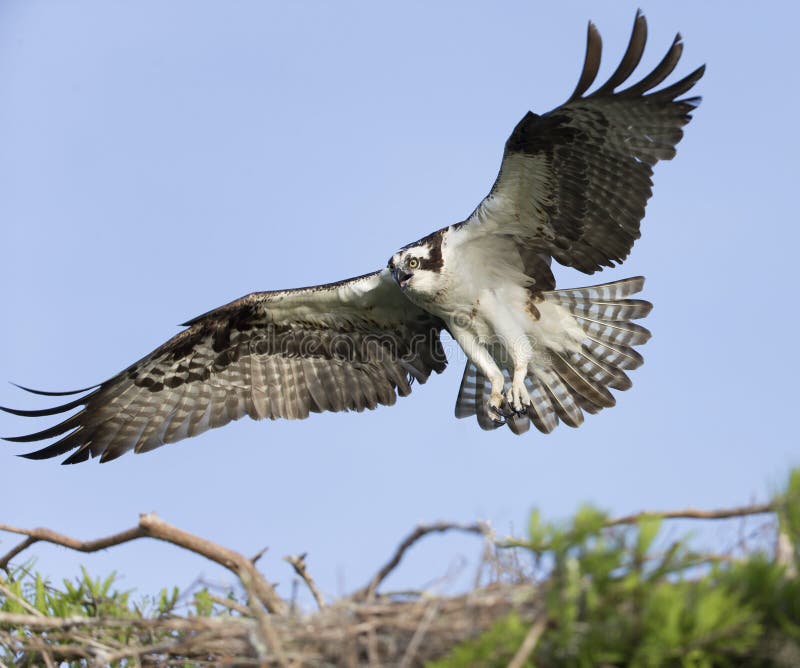 Osprey (Pandion haliaetus)