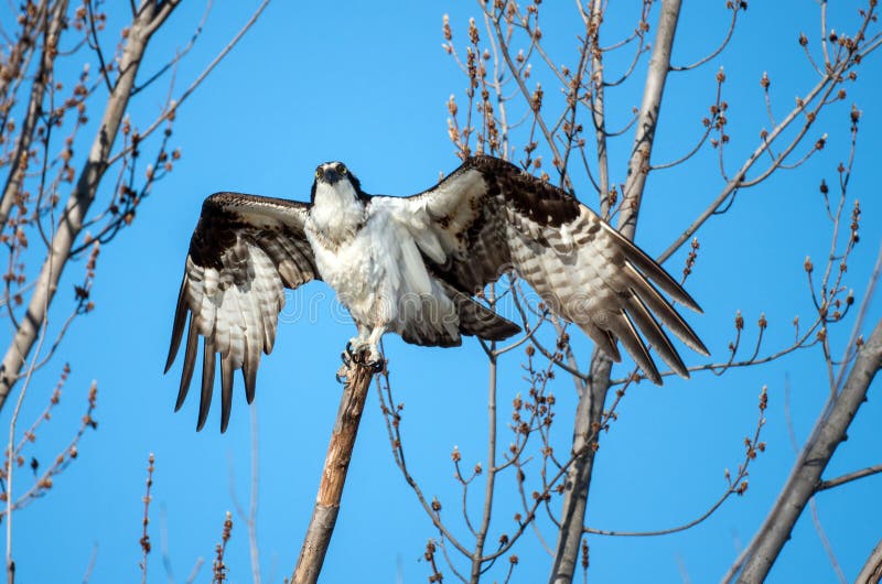 Osprey Perched On A Branch With Wings Spread Stock Photo Image of