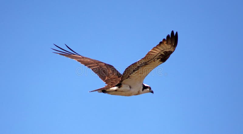 Osprey seahawk unique raptor bird of prey avian flying in Michigan during spring fishing hawk american ospreys