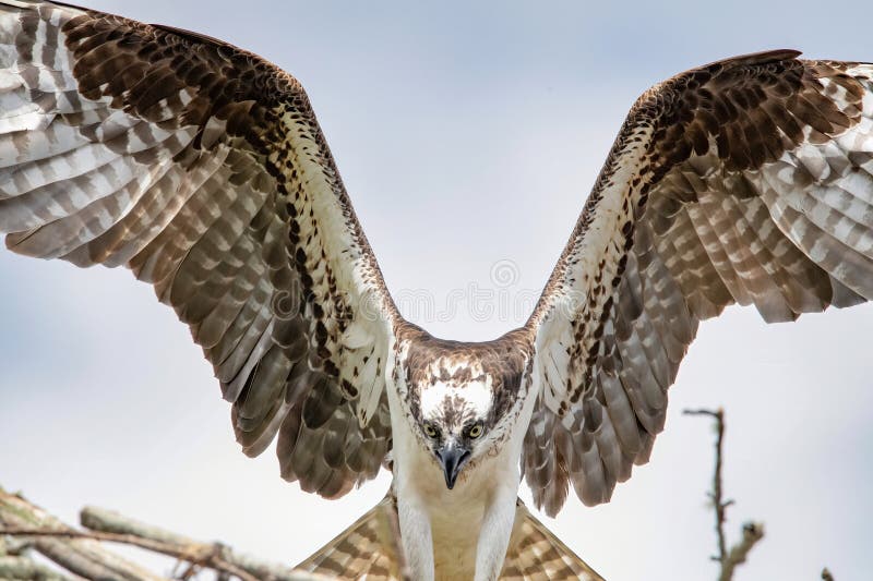 Osprey Sticking the Landing at Brainard Marsh, Marion, Massachusetts Stock Image Image of