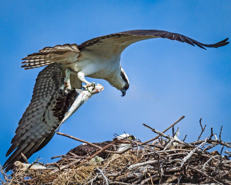 Osprey με τα ψάρια στην τροφή στοκ εικόνα Osprey με τα ψάρια στην τροφή στοκ εικόνα