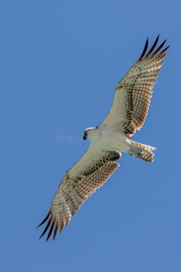 Osprey που πετά στα ύψη σε Tulum στοκ φωτογραφία με δικαίωμα ελεύθερης χρήσης Osprey που πετά στα ύψη σε Tulum στοκ φωτογραφία με δικαίωμα ελεύθερης χρήσης