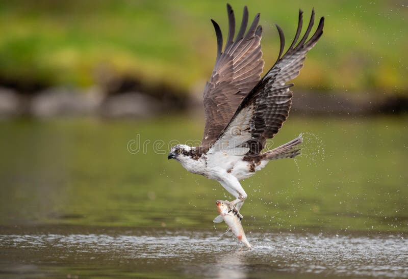 Osprey στο Μαίην στοκ φωτογραφία Osprey στο Μαίην στοκ φωτογραφία