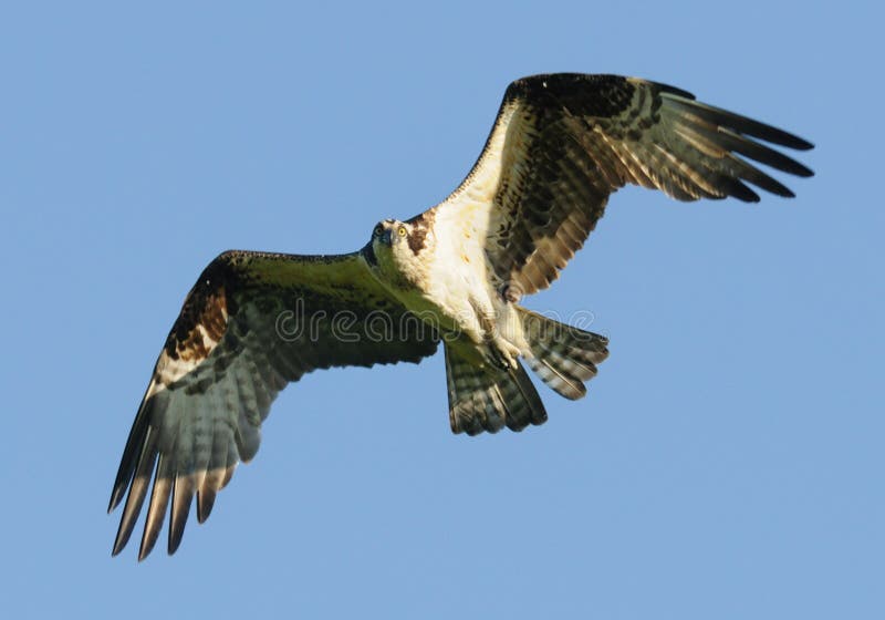 osprey полета стоковые фотографии rf osprey полета стоковые фотографии rf