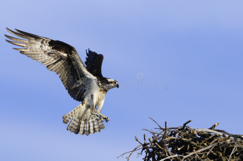 osprey посадки стоковая фотография osprey посадки стоковая фотография