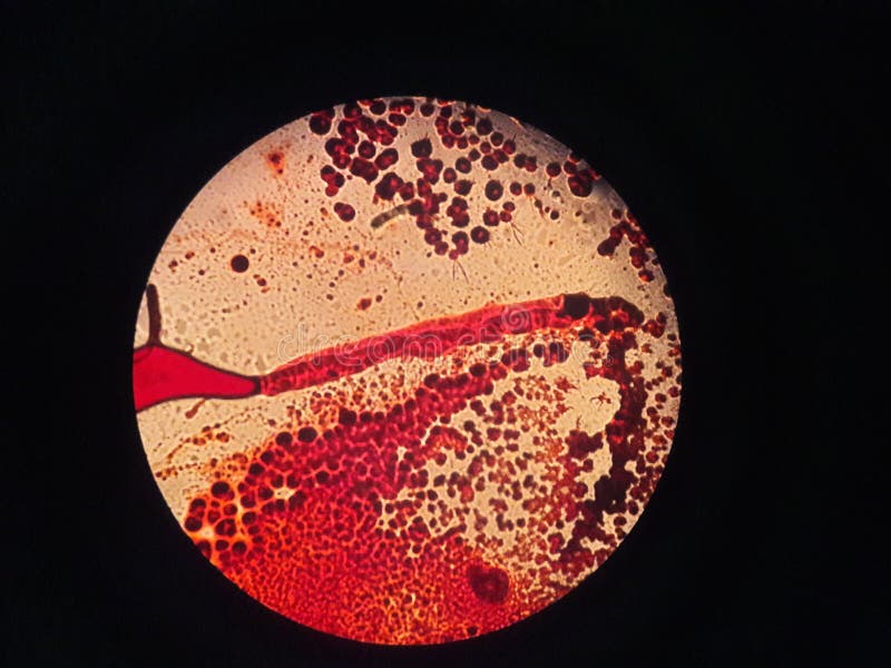 Osservando qualcosa sotto un microscopio wow molto dettagliato
