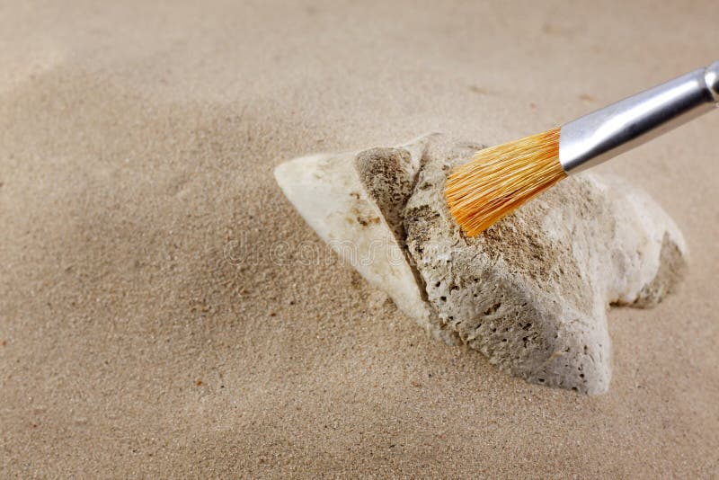 Ossos da arqueologia e do forense na areia