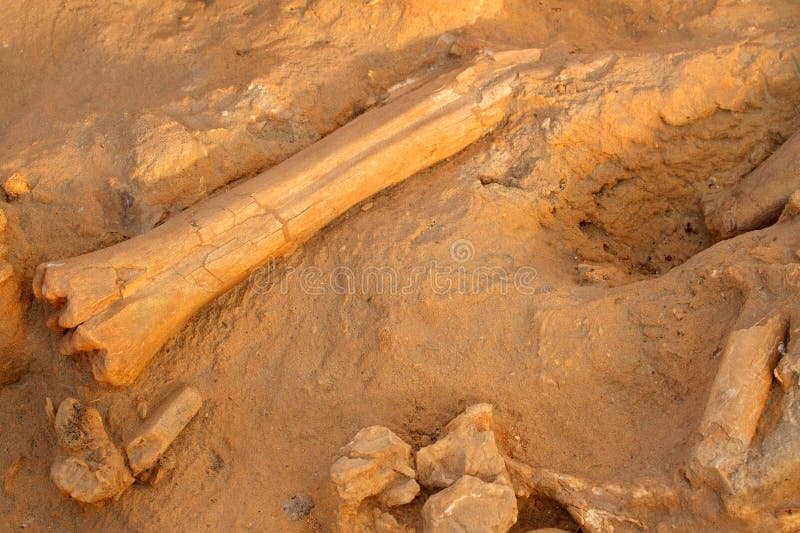 Five million year old fossil bones of extinct mammals, West coast fossil park, South Africa. Five million year old fossil bones of extinct mammals, West coast fossil park, South Africa