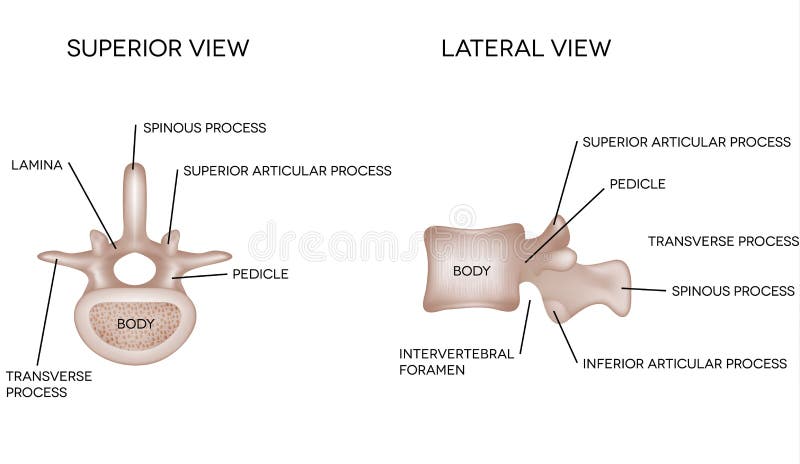 Human spine vertebral bones, features of vertebrae. Medical illustration with description. Human spine vertebral bones, features of vertebrae. Medical illustration with description.