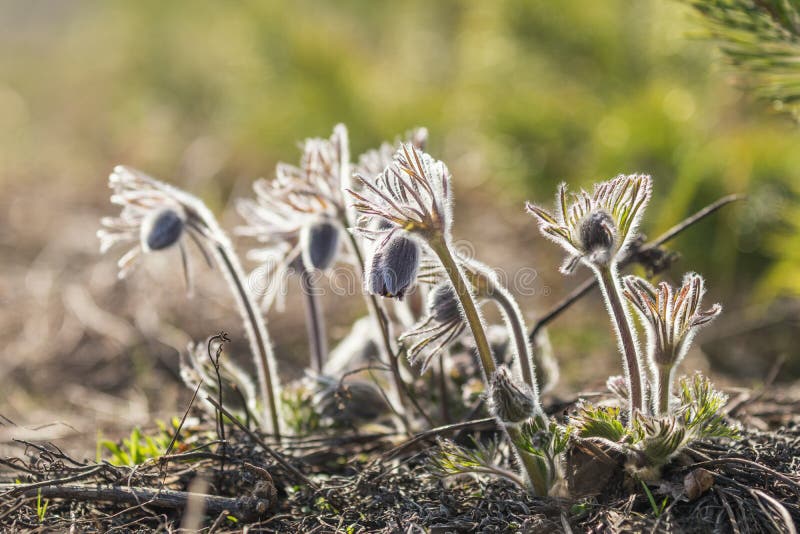 Ost-pasqueflower, Graslandkrokus, cutleaf Anemone lizenzfreie stockbilder Ost-pasqueflower, Graslandkrokus, cutleaf Anemone lizenzfreie stockbilder