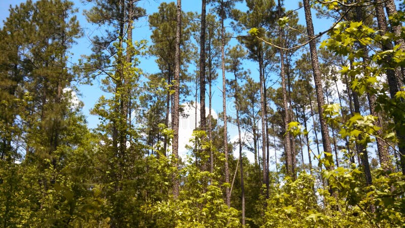 View of an East Texas Pine forest. View of an East Texas Pine forest