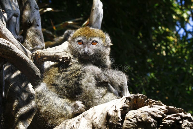 Ost wenig Bambusmaki (Hapalemur-griseus) stockbilder Ost wenig Bambusmaki (Hapalemur-griseus) stockbilder