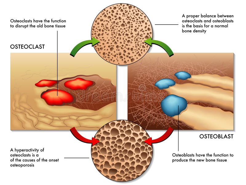 Osteoblast & osteoclast