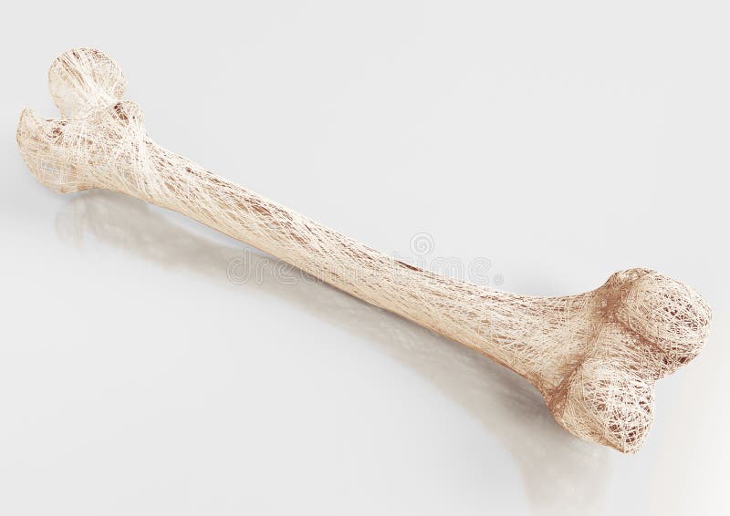 File:Femur - anterior, posterior.jpg - Wikipedia