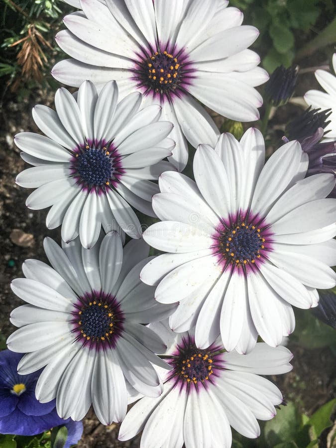 Margaritas Africanas O Planta De Osteospermum Con Los Pétalos Florecientes  De La Flor Blanca Y Centro Violeta Colorido En El CCB Foto de archivo -  Imagen de extremos, flor: 127570520