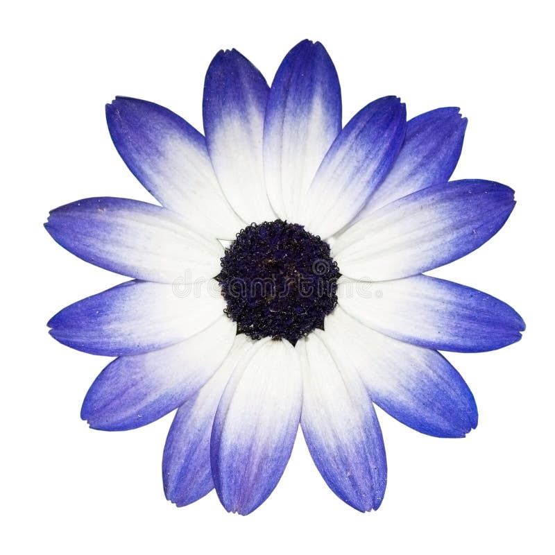 Osteospermum - Blue and White Daisy Flower Head stock images