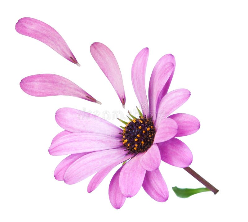Osteospermum da flor com as pétalas caídas roxas. imagem de stock